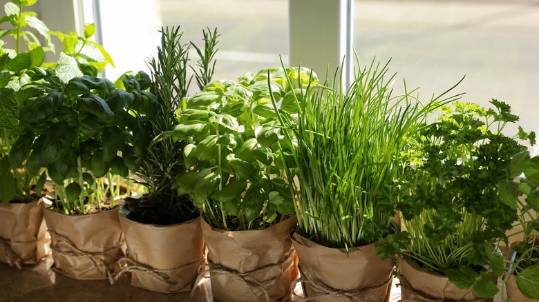 Herbs on a windowsill