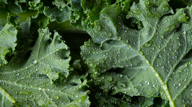 Freshly washed kale leaves