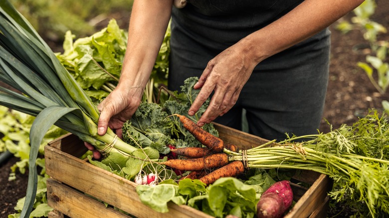 Farm grown carrots