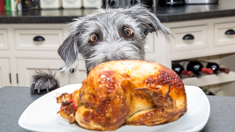 dog looking at a cooked bird