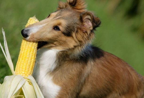 Corn on the Cob