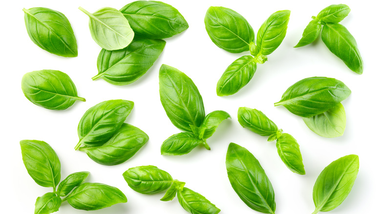 Fresh basil leaves