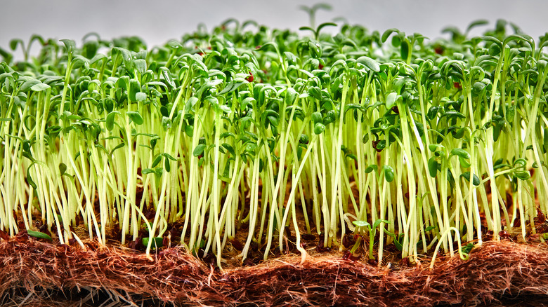 Microgreens on mat