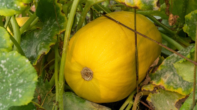 Spaghetti squash with leaves