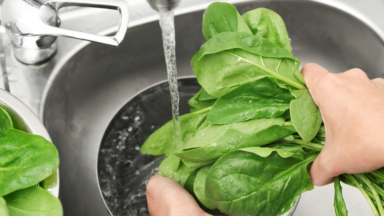 Washing spinach in sink