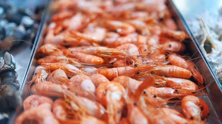 tray of live shrimp