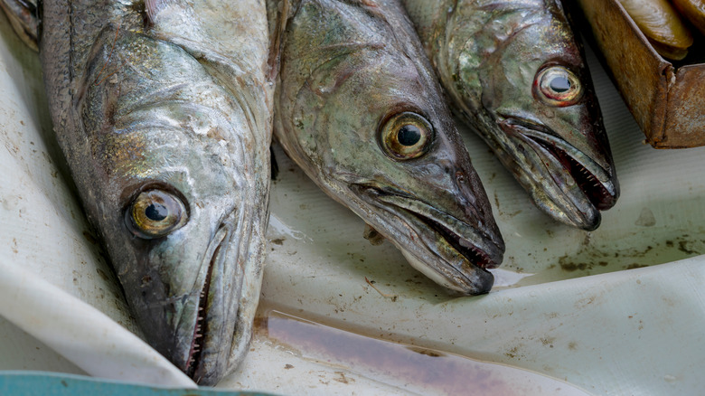 Freshly caught hake