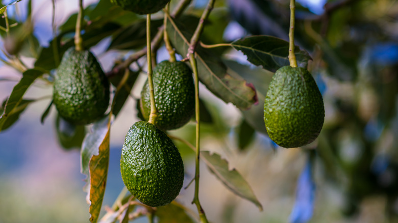 avocados hanging from tree