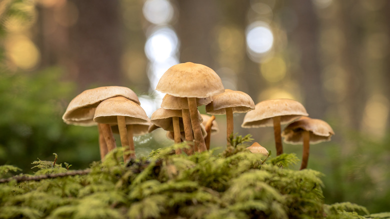 wild mushrooms to forage