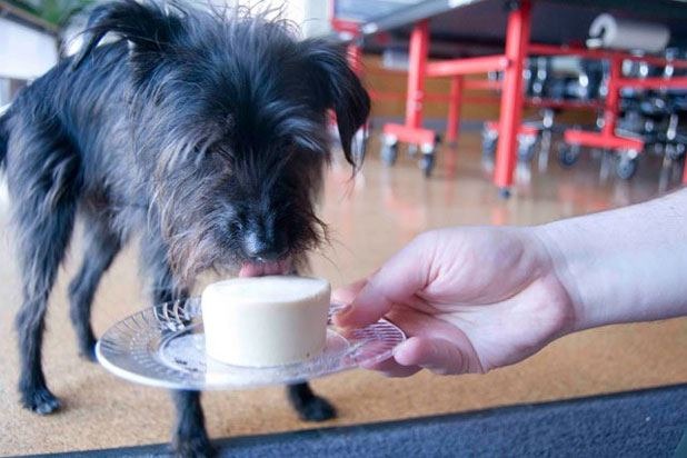 Frosty Paws Cool Treats — Purina