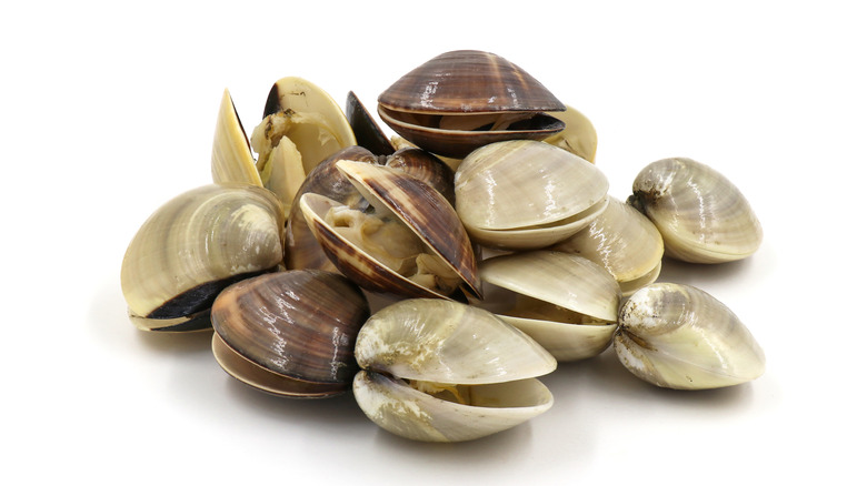 fresh clams on white background