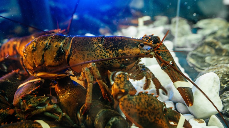 lobster in a tank