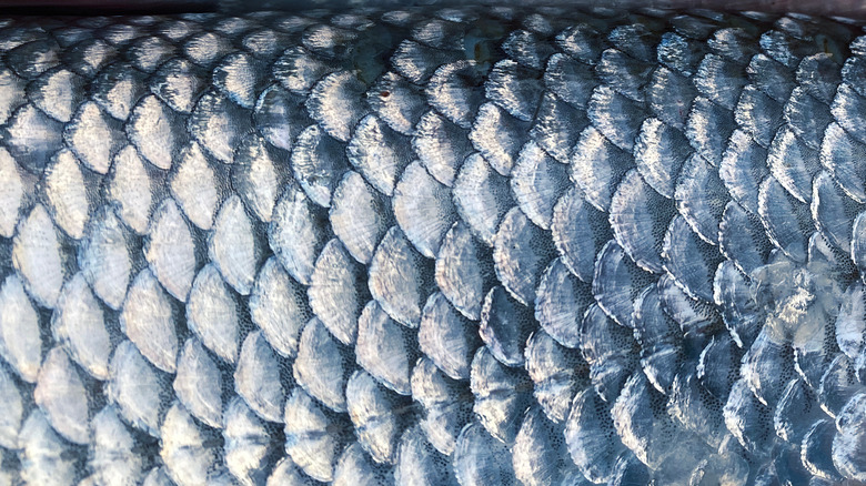 close up of fish scales