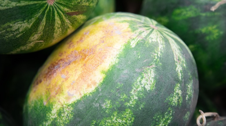 a watermelon with a couche