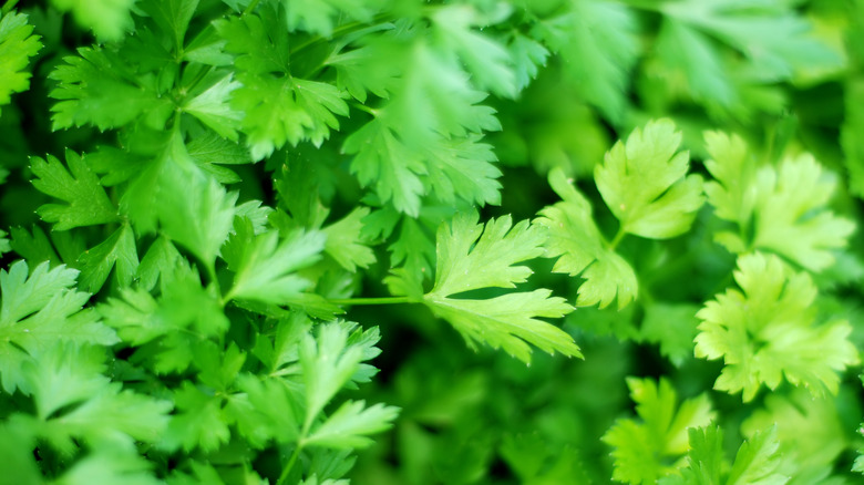 Fresh parsley