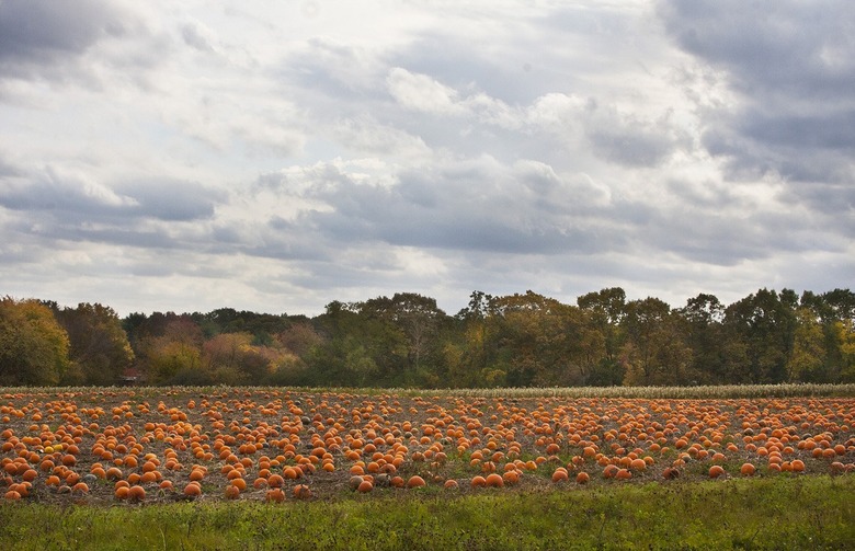 October = Pumpkin Month