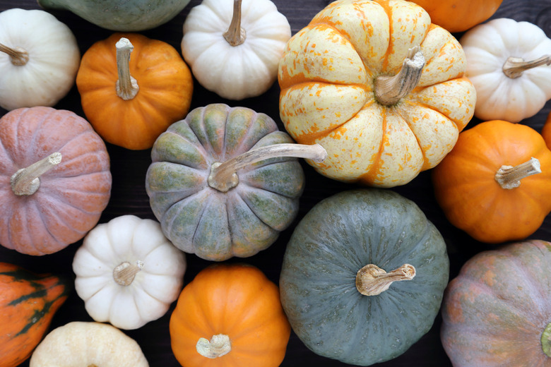 45 Different Varieties of Pumpkins