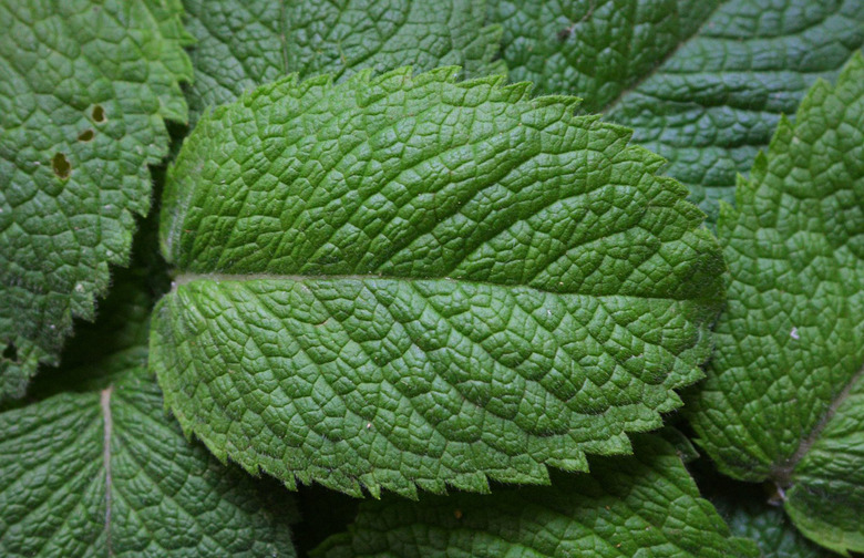 Mint Leaves