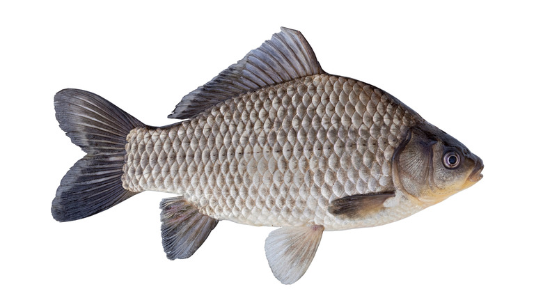 A carp on white background