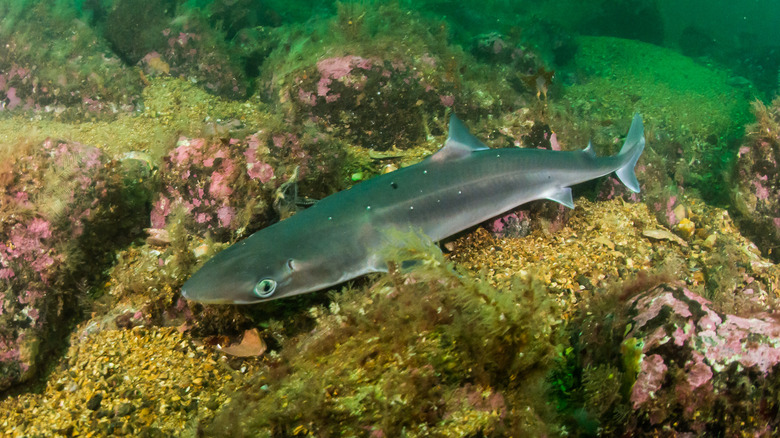 A spiny dogfish swimming