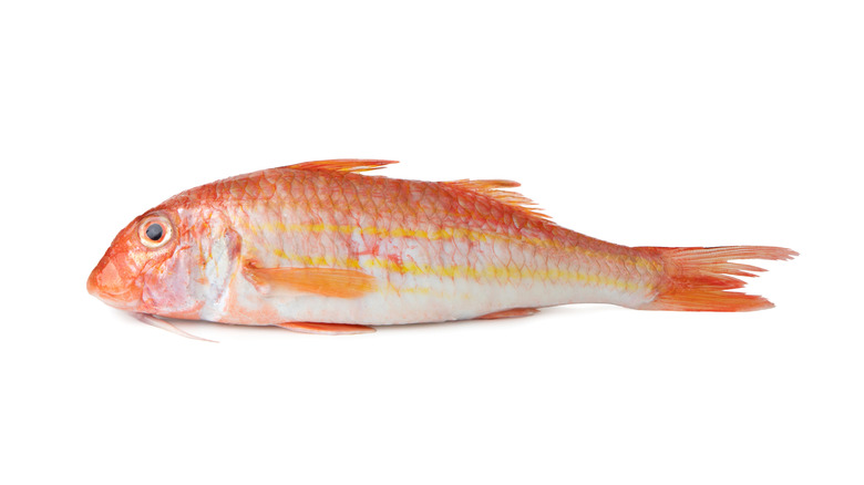 Red mullet on white background