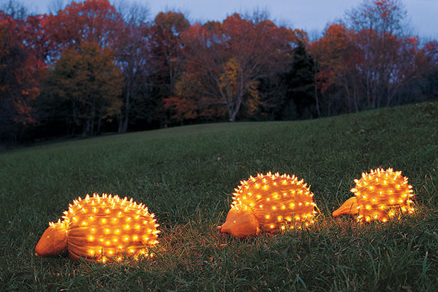 9. Porcupine Pumpkin