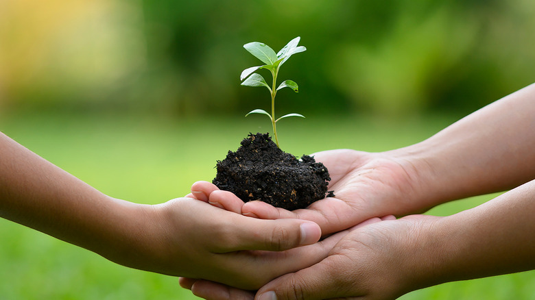 Hands holding a seedling plant