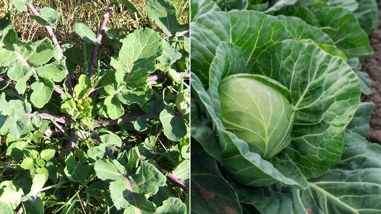 wild cabbage and domesticated cabbage
