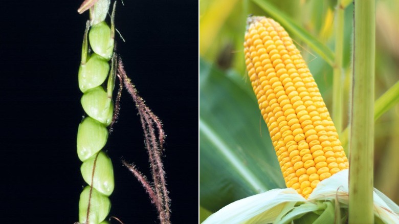 ancient teosinte corn and domesticated corn