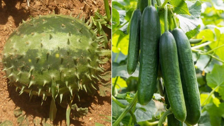 wild cucumber and domesticated cucumber