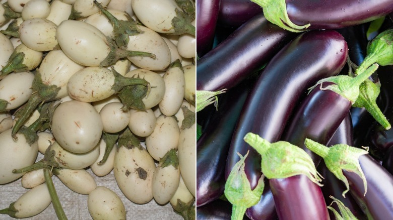 wild white eggplants and domesticated purple eggplants