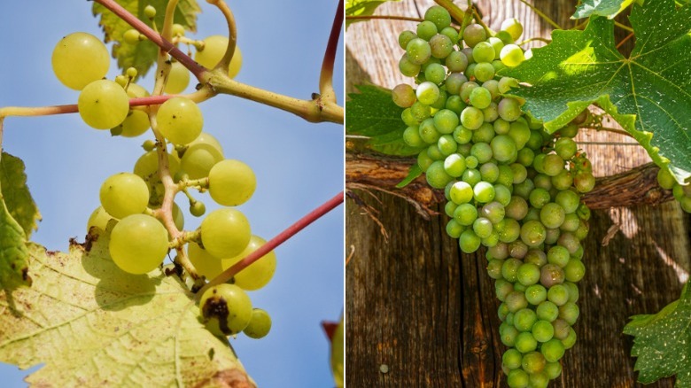 wild grapes and domesticated grapes