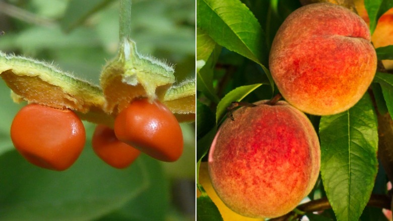 wild peaches and domesticated peaches