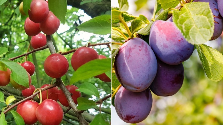 wild plums and domesticated plums