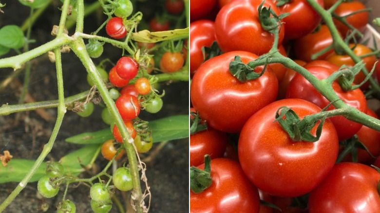 wild tomatoes and domesticated tomatoes