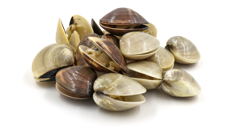 fresh clams on white background