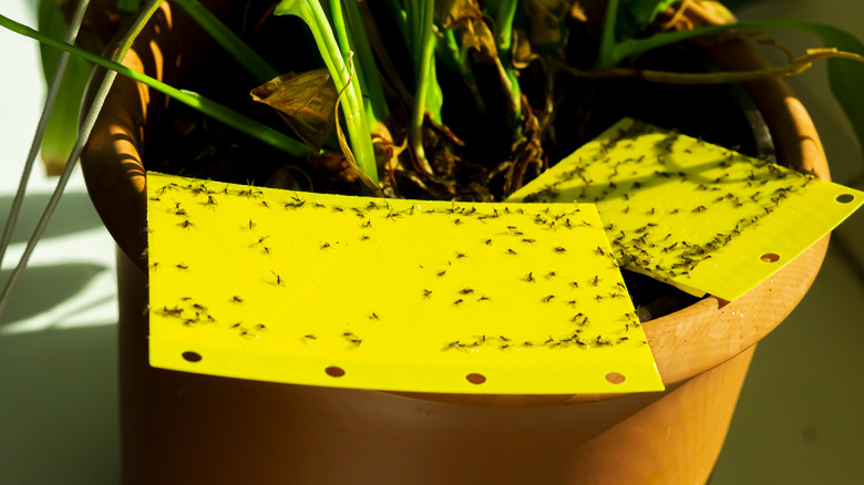 Gnats caught on glue trap