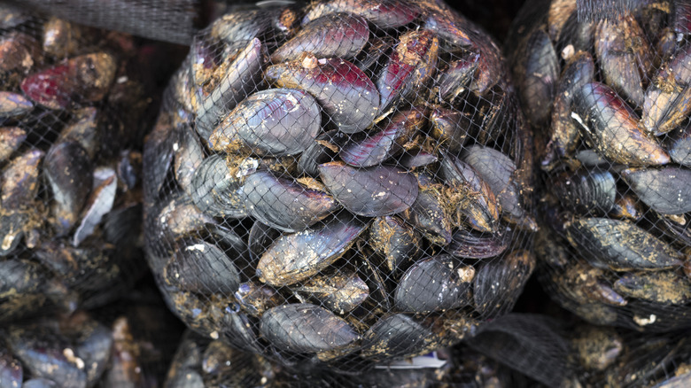 shellfish in bags