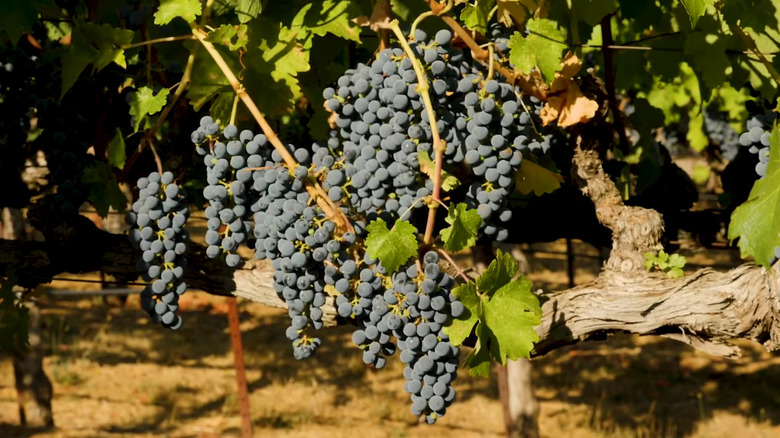 Grapes at the Monte Rosso vineyard