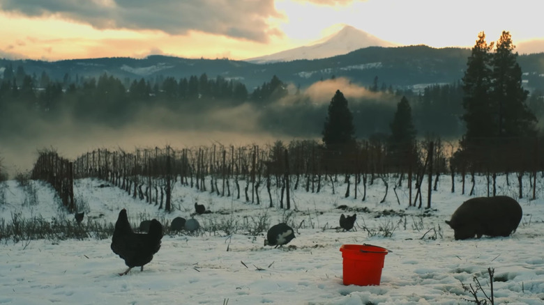 Hiyu Wine Farm in winter