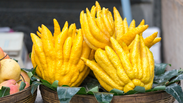 Yellow buddha's hand citrus fruits