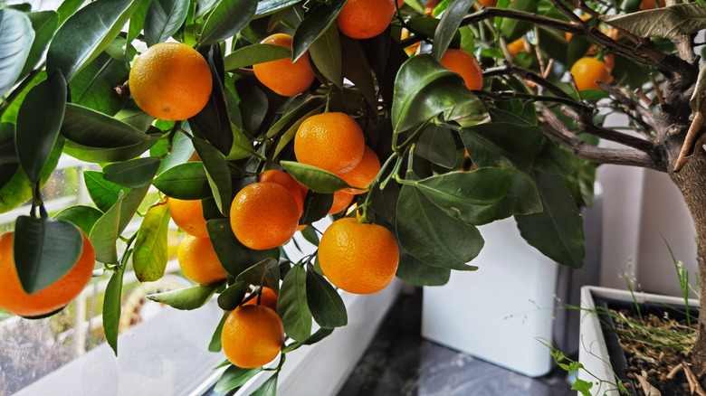 Calamondin fruit growing on tree