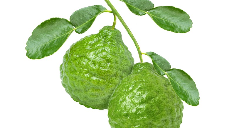 Kaffir limes on stem