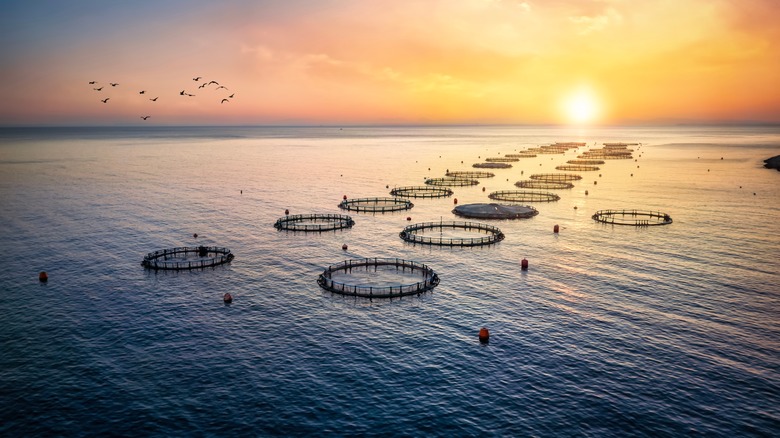 Fish farm in ocean