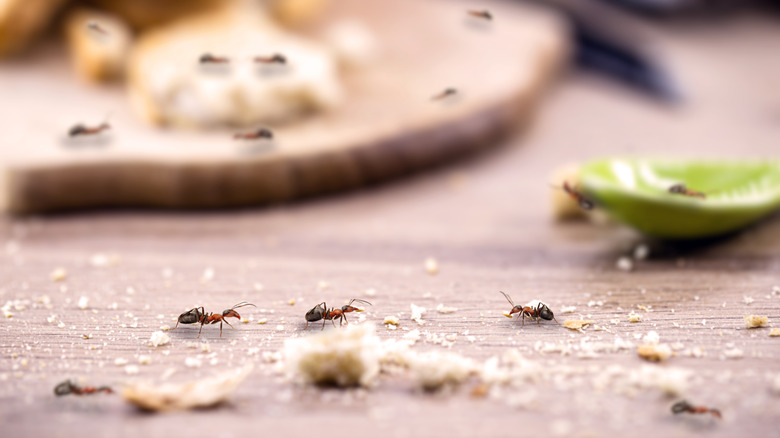 Ants on countertop eating leftover breadcrumbs