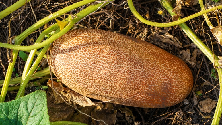 Brown Russian Cucumber in garden