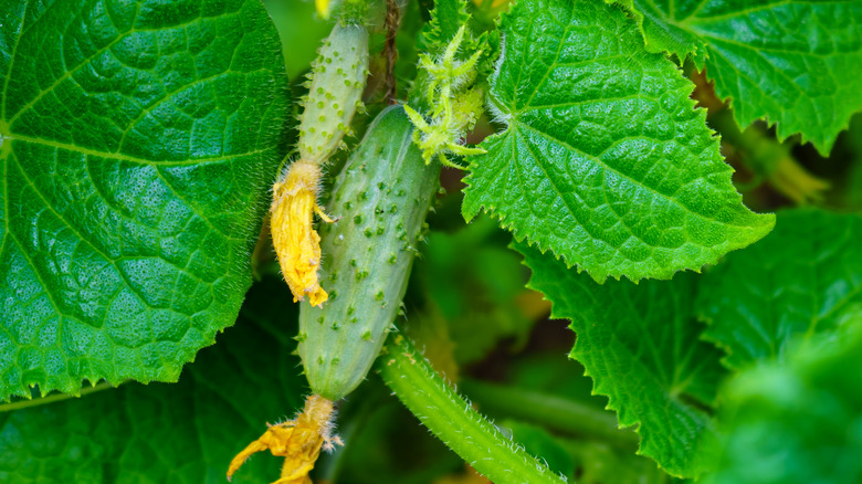 Bush Pickle on vine