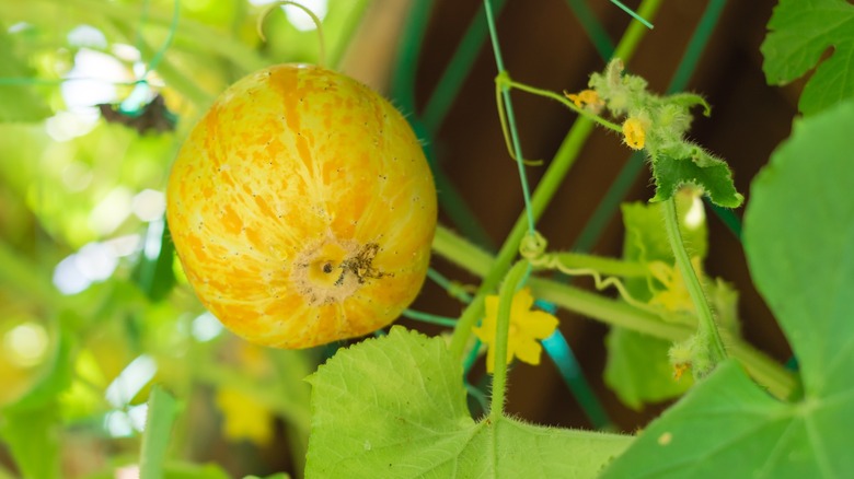 Lemon Cucumber on vine