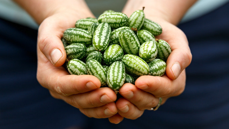 hands holding Mexican Sour Gherkin Cucumbers