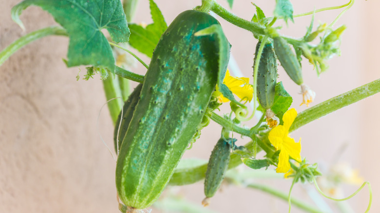 Parisian gherkin cucumbers on vine